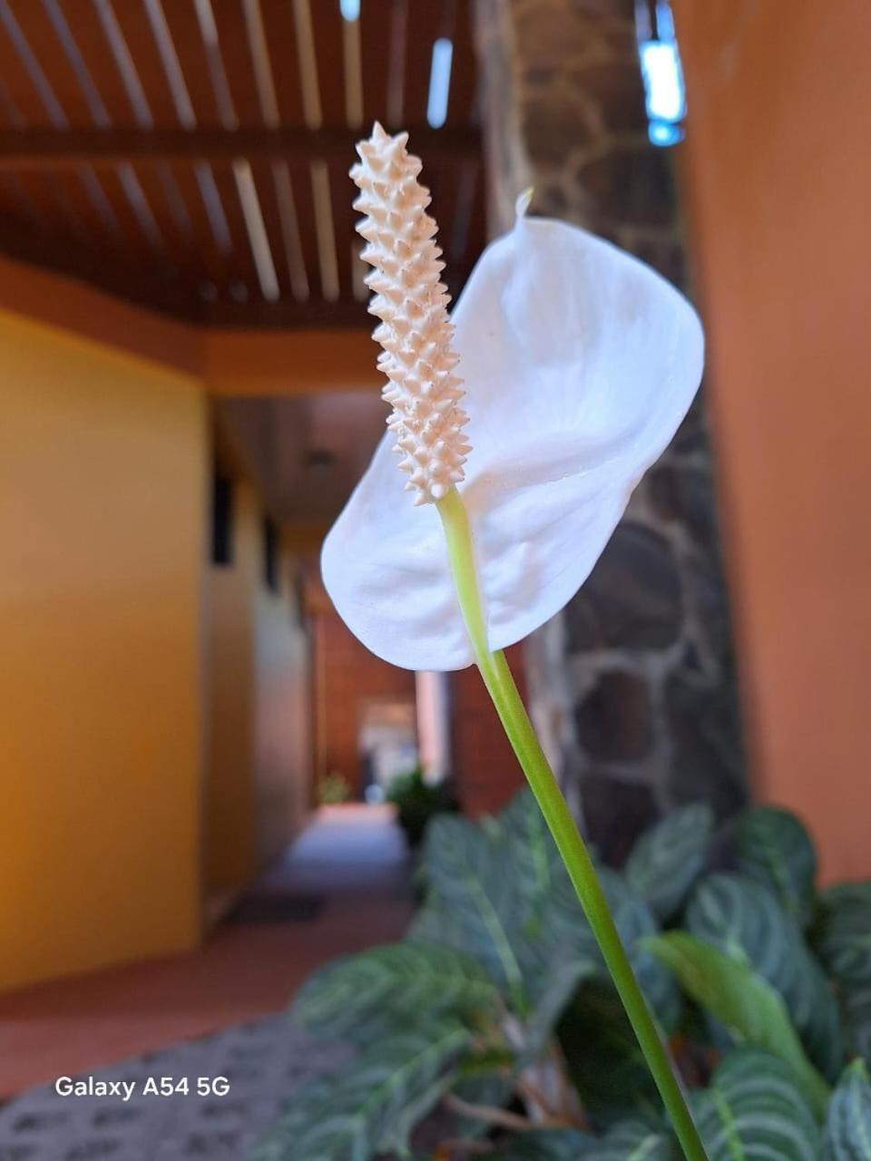 Iris Arenal Hotel La Fortuna Ngoại thất bức ảnh